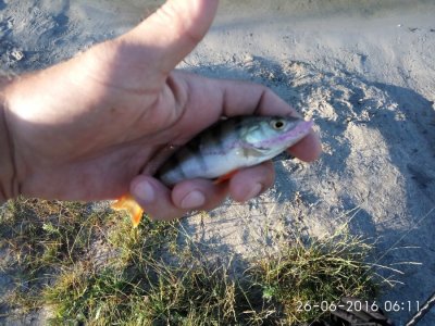 IMG_20160626_061113.jpg