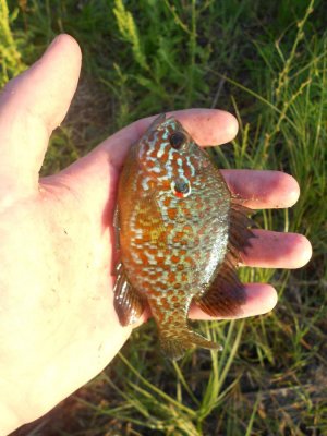 DSCN2916.JPG