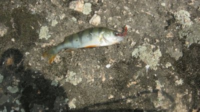 IMG_3168.JPG