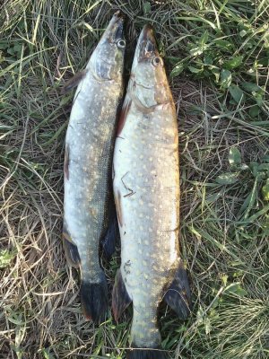 IMG_20160702_194129.jpg