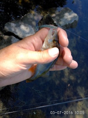 IMG_20160703_100504.jpg