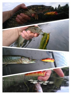 collage-1467926030637.jpg