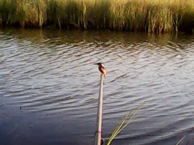 IMG0588A.jpg