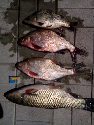 IMG_20160712_103316.jpg