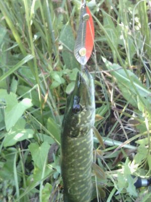 IMG_20160714_082130.jpg