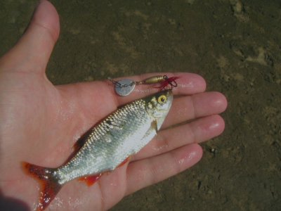 PICT0747.JPG
