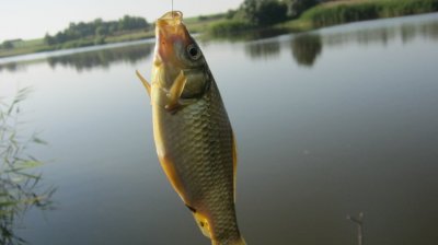 IMG_3200.JPG