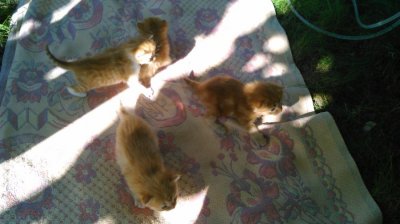 котята.JPG