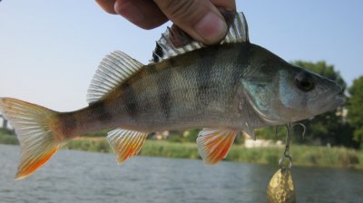 IMG_3215.JPG