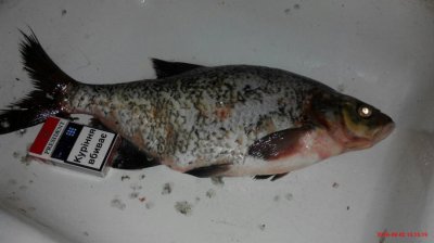 IMG_20160802_151519.jpg
