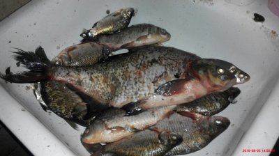 IMG_20160802_145829.jpg