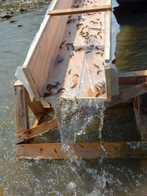 1 zaryblennya_forel16.jpg