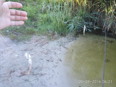 IMG_20160805_062151.jpg