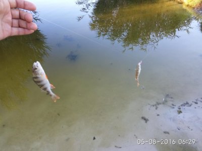 IMG_20160805_062921.jpg