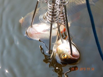 DSCN2239_thumb.jpg