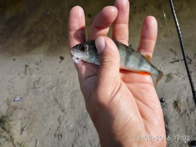 IMG_20160814_170200.jpg
