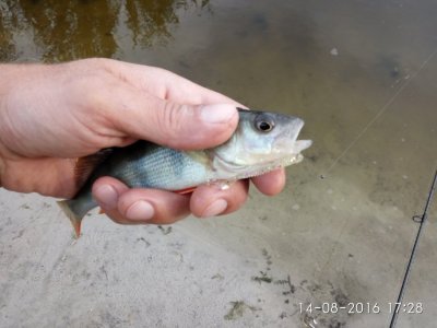 IMG_20160814_172834.jpg