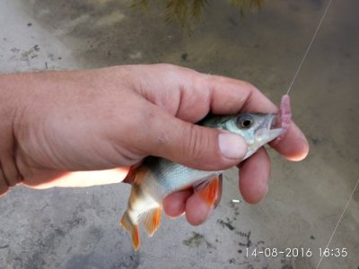 IMG_20160814_183534.jpg