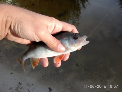 IMG_20160814_183758.jpg