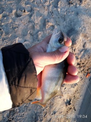 IMG_20160814_193421.jpg
