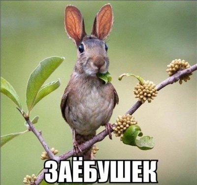 Заёбушек.jpg