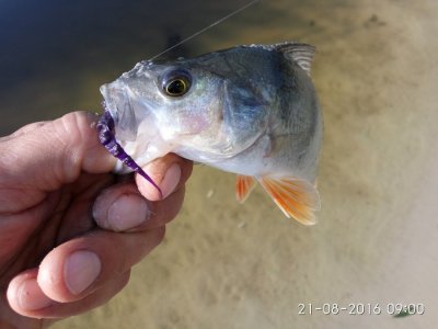 IMG_20160821_090012.jpg