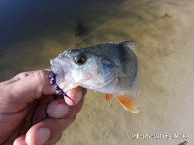 IMG_20160821_090014.jpg