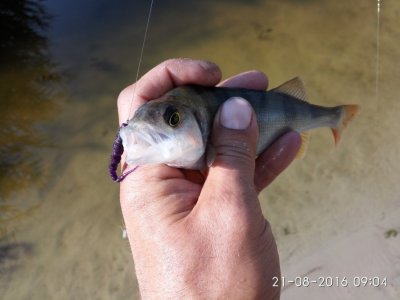 IMG_20160821_090459.jpg