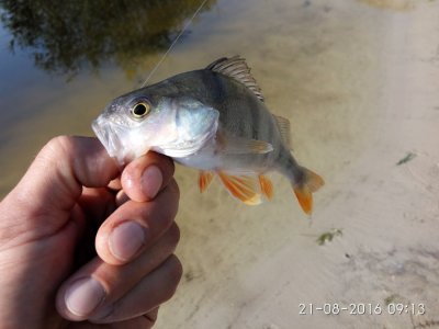IMG_20160821_091305.jpg