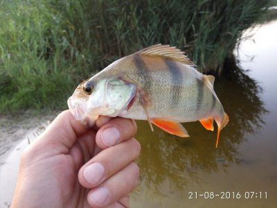 IMG_20160821_071153.jpg