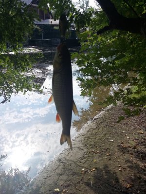 20160821_093246.jpg