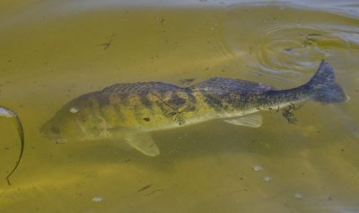 Catch_and_release_800.jpg