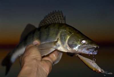 Evergreen_Sledge_6_SP_night_zander_800.jpg