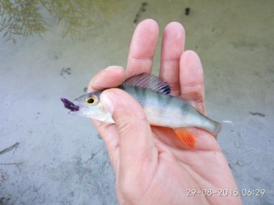 IMG_20160829_062928.jpg
