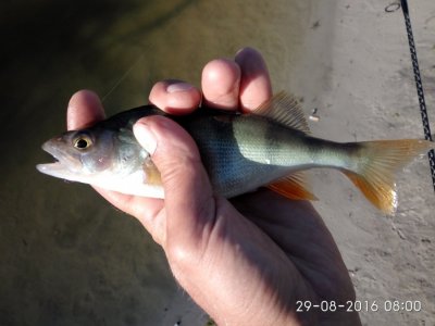 IMG_20160829_080037.jpg