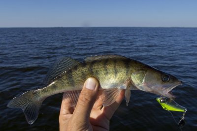 Waterland Spinsonic 14 g.jpg