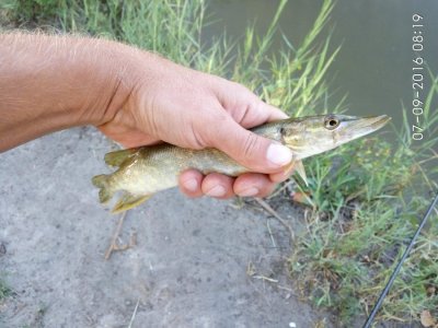 IMG_20160907_081944.jpg