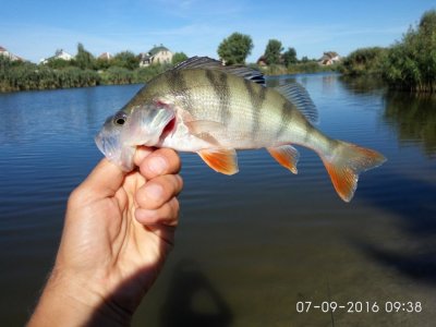 IMG_20160907_093849.jpg