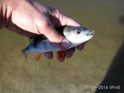 IMG_20160907_094525.jpg
