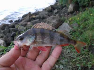 DSCF7131.JPG