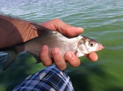 DSCF7134.JPG