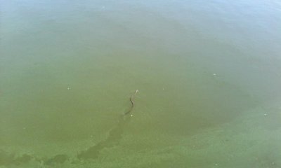 IMG_20160908_114531.jpg