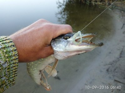IMG_20160910_064040.jpg
