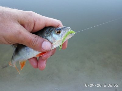 IMG_20160910_065518.jpg