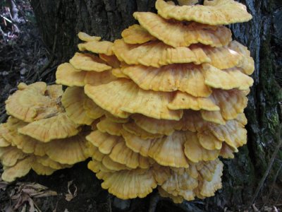 IMG_5026.JPG