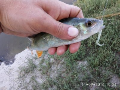 IMG_20160911_103445.jpg