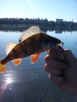 IMG_20160911_090606[1].jpg