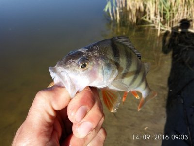 IMG_20160914_090316.jpg
