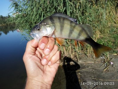 IMG_20160914_090323.jpg