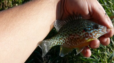 P1150415.JPG